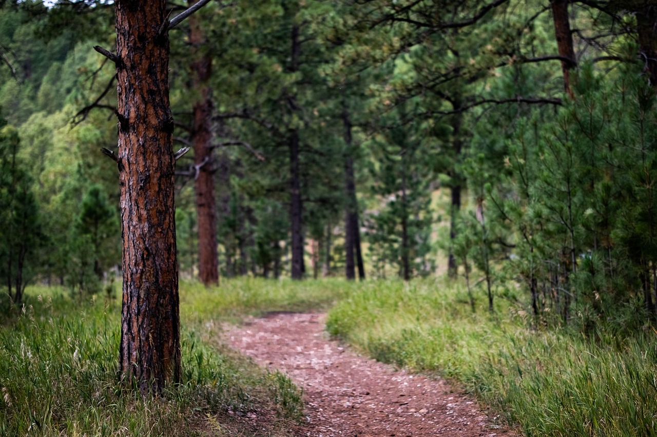 Discovering the Scenic Trails of the Rocky Mountains